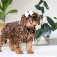 Angela, a female Cockapoo for sale in Millersburg, OH – Photo 5 of 6