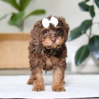 Angela, a female Cockapoo for sale in Millersburg, OH – Photo 6 of 6