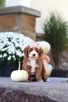 Autumn, a female Cavapoo for sale in Millersburg, OH – 5 of 10