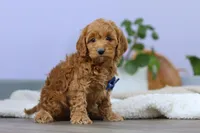 Luca, a male Cockapoo for sale in Millersburg, OH – Photo 1 of 10