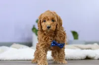 Luca, a male Cockapoo for sale in Millersburg, OH – Photo 2 of 10