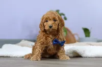 Luca, a male Cockapoo for sale in Millersburg, OH – Photo 6 of 10