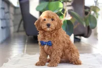 Luca, a male Cockapoo for sale in Millersburg, OH – Photo 2 of 5