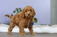 Luca, a male Cockapoo for sale in Millersburg, OH – Photo 4 of 10