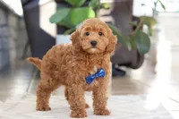 Luca, a male Cockapoo for sale in Millersburg, OH – Photo 4 of 5