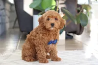 Luca, a male Cockapoo for sale in Millersburg, OH – Photo 5 of 5