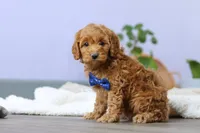 Luca, a male Cockapoo for sale in Millersburg, OH – Photo 10 of 10