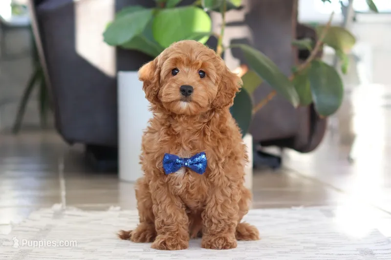 Luca – Cockapoo puppy on hold in Millersburg, OH