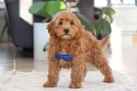 Luca, a male Cockapoo for sale in Millersburg, OH – Photo 3 of 5