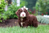 Hazel, a female Cockapoo for sale in Millersburg, OH – 5 of 8