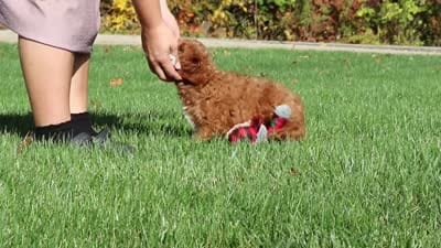 Magnolia, a female Cockapoo for sale in Millersburg, OH – 6 of 6