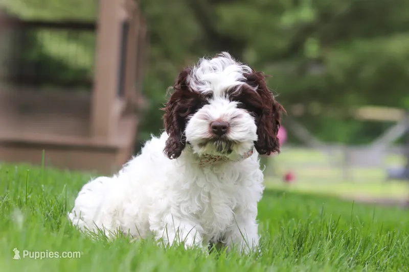 Joselyn – Cockapoo puppy for sale in Millersburg, OH