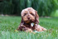 Quinton, a male Cockapoo for sale in Millersburg, OH – 3 of 6
