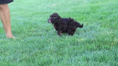 Faye, a female Cockapoo for sale in Millersburg, OH – 8 of 8