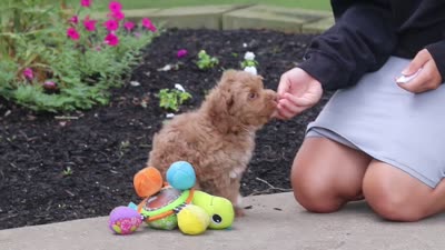 Bella, a female Cockapoo for sale in Millersburg, OH – 6 of 6