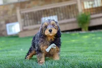 Brody, a male Cavapoo for sale in Millersburg, OH – 6 of 6