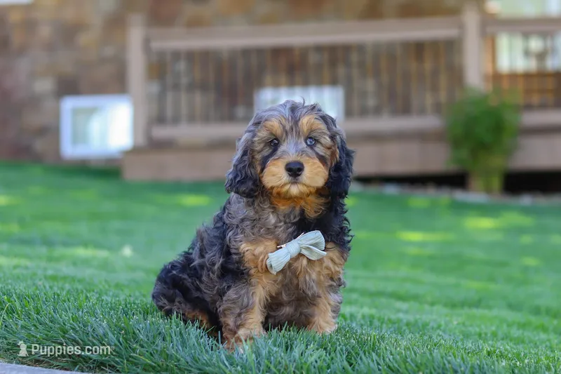 Brody – Cavapoo puppy for sale in Millersburg, OH