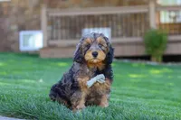 Brody, a male Cavapoo for sale in Millersburg, OH – 1 of 6