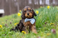 Brody, a male Cavapoo for sale in Millersburg, OH – Photo 3 of 10