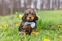 Brody, a male Cavapoo for sale in Millersburg, OH – Photo 8 of 10
