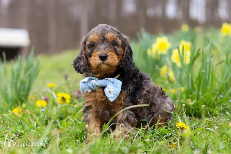 Brody – Cavapoo puppy for sale in Millersburg, OH
