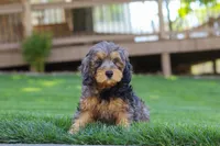 Brody, a male Cavapoo for sale in Millersburg, OH – 3 of 6