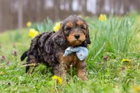 Brody, a male Cavapoo for sale in Millersburg, OH – Photo 5 of 10