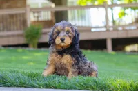 Brody, a male Cavapoo for sale in Millersburg, OH – 2 of 6
