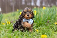 Brody, a male Cavapoo for sale in Millersburg, OH – Photo 9 of 10