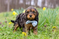 Brody, a male Cavapoo for sale in Millersburg, OH – Photo 7 of 10