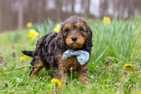Brody, a male Cavapoo for sale in Millersburg, OH – Photo 6 of 10