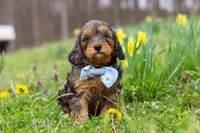 Brody, a male Cavapoo for sale in Millersburg, OH – Photo 2 of 10