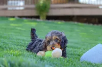 Brody, a male Cavapoo for sale in Millersburg, OH – 4 of 6