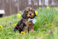 Brody, a male Cavapoo for sale in Millersburg, OH – Photo 10 of 10