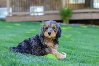 Brody, a male Cavapoo for sale in Millersburg, OH – 5 of 6