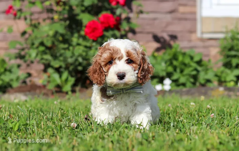 Baxter – Cockapoo puppy for sale in Millersburg, OH
