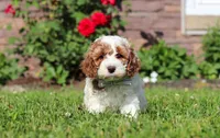 Baxter, a male Cockapoo for sale in Millersburg, OH – 1 of 6