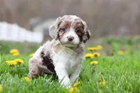 Barron, a male Cockapoo for sale in Millersburg, OH – Photo 3 of 9