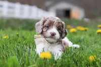 Barron, a male Cockapoo for sale in Millersburg, OH – Photo 7 of 9