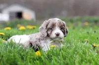 Barron, a male Cockapoo for sale in Millersburg, OH – Photo 9 of 9