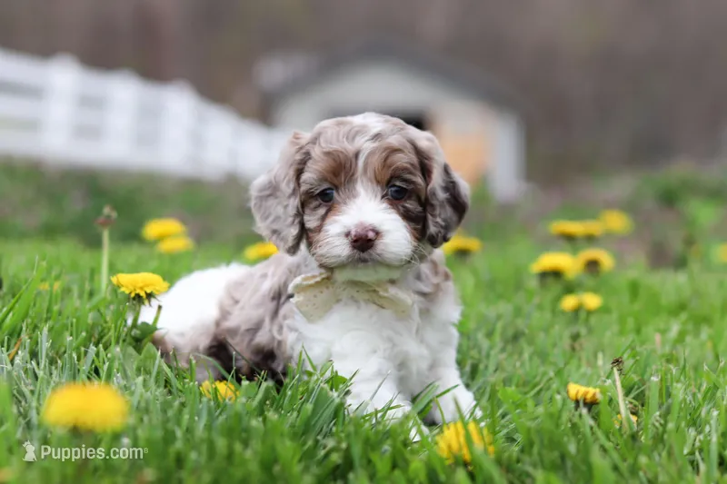 Barron – Cockapoo puppy for sale in Millersburg, OH