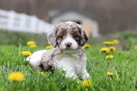 Barron, a male Cockapoo for sale in Millersburg, OH – Photo 1 of 9