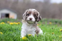 Barron, a male Cockapoo for sale in Millersburg, OH – Photo 4 of 9