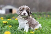 Barron, a male Cockapoo for sale in Millersburg, OH – Photo 2 of 9