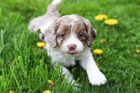 Barron, a male Cockapoo for sale in Millersburg, OH – Photo 6 of 9