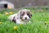 Barron, a male Cockapoo for sale in Millersburg, OH – Photo 5 of 9