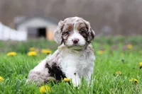Barron, a male Cockapoo for sale in Millersburg, OH – Photo 8 of 9
