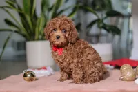 Tucker, a male Cavapoo for sale in Millersburg, OH – Photo 2 of 6