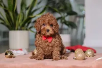 Tucker, a male Cavapoo for sale in Millersburg, OH – Photo 1 of 6