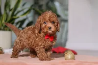 Tucker, a male Cavapoo for sale in Millersburg, OH – Photo 4 of 6
